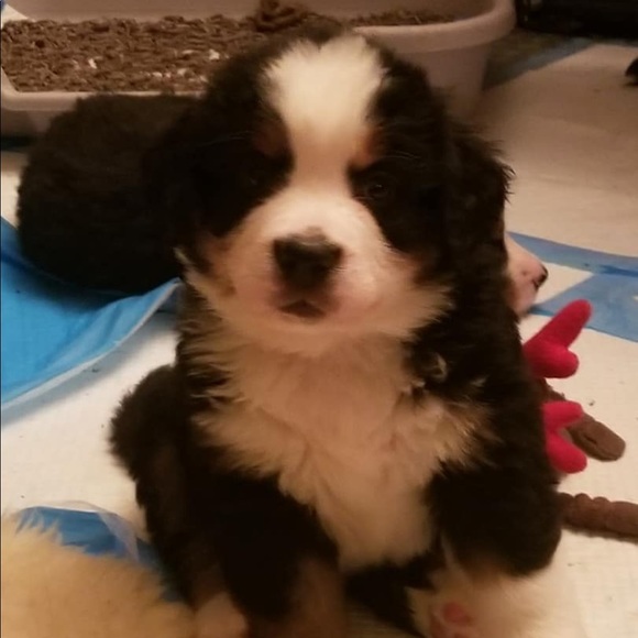 Meet your Posher, Katherine - Picture 1 of 1